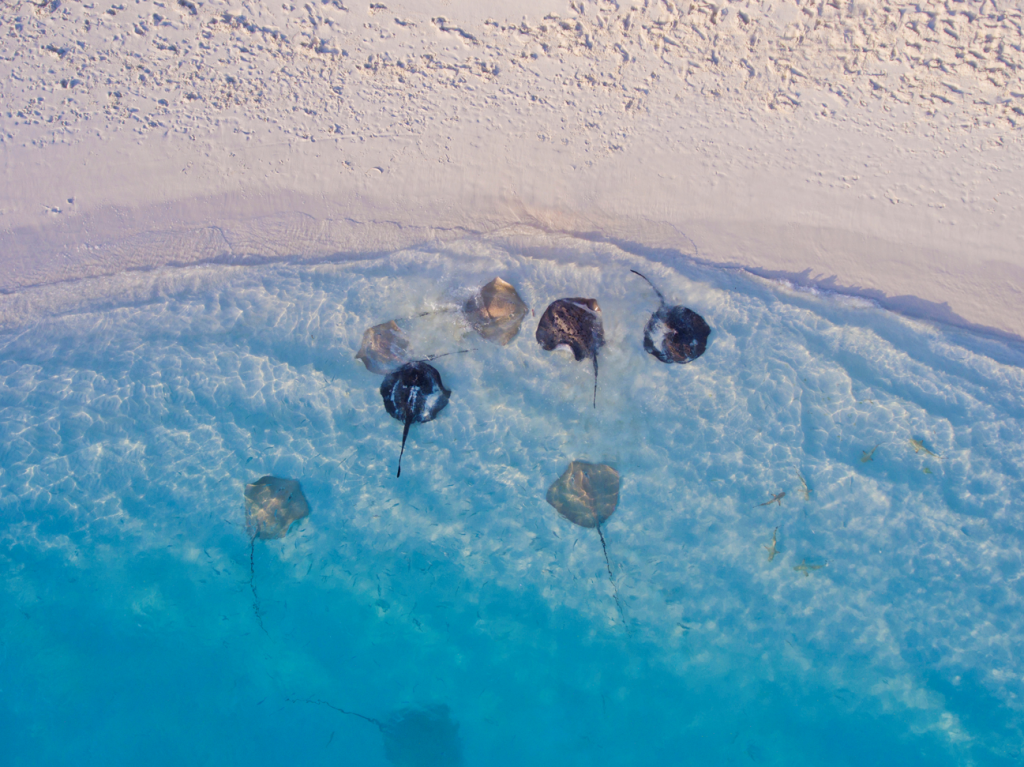 Sun Island Nominated for Leading Green Resort-content2