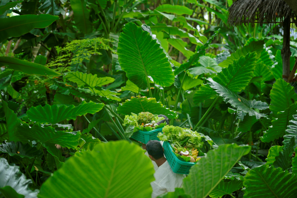 Sun Island Nominated for Leading Green Resort-content3-shipdiary.com